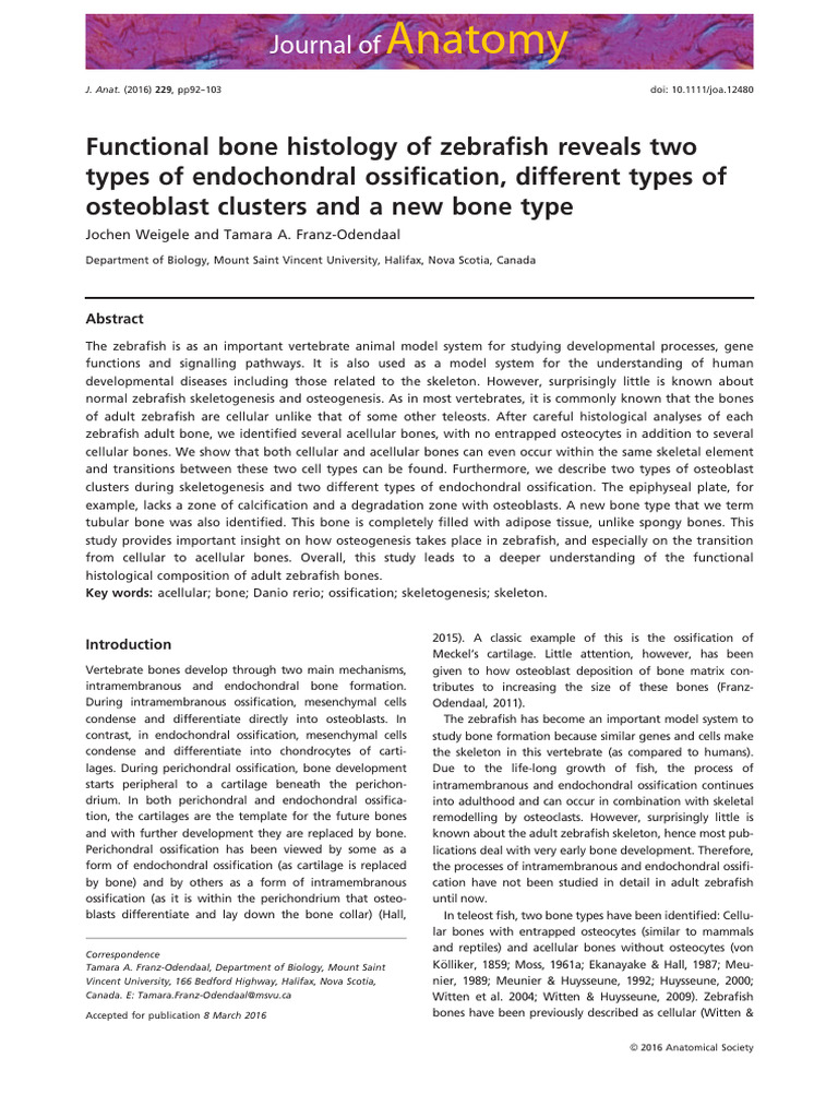 Novo Tipo de Ossificação Endocondral | PDF | Bone | Osteoblast