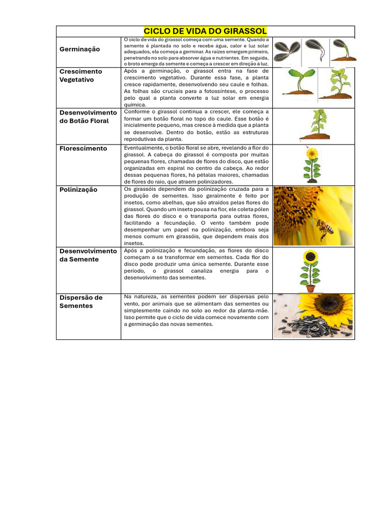 Ciclo de Vida do Girassol em Etapas | PDF | Flores | Polinização