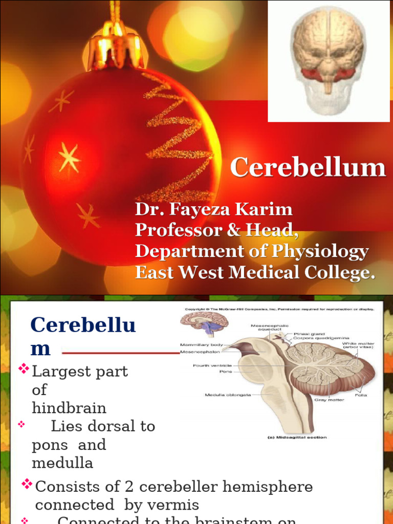 Functions and Anatomy of the Cerebellum | PDF | Cerebellum | Anatomy