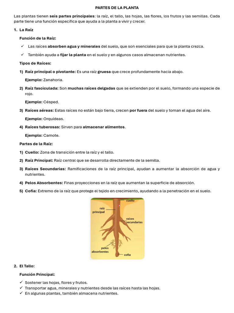 Partes y Funciones de las Plantas | PDF | Tallo de la planta | Raíz