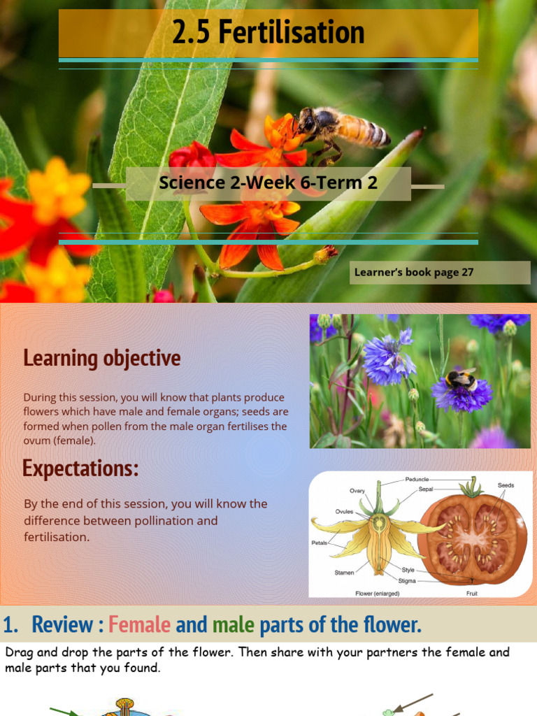 Understanding Plant Fertilisation Process | PDF