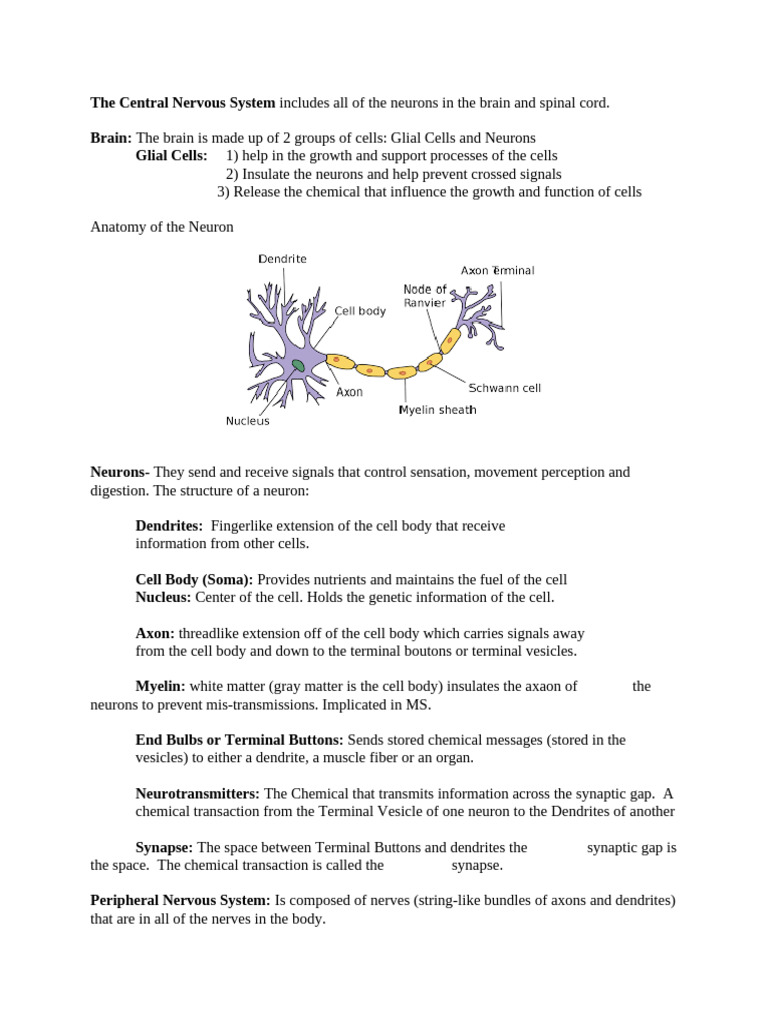 Modeles 3 and 4 Biological Basis of Behavior | PDF | Nervous System ...