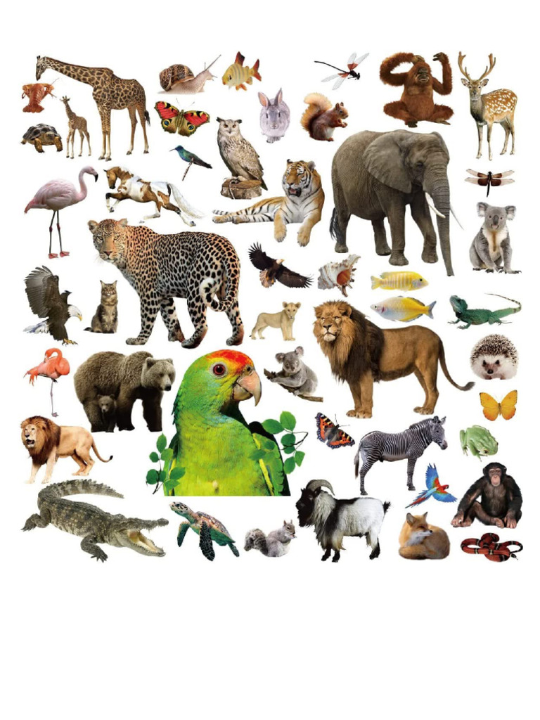 Animales de La Selva | PDF