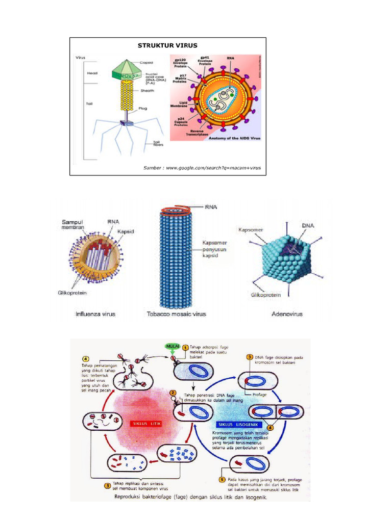 VIRUS | PDF