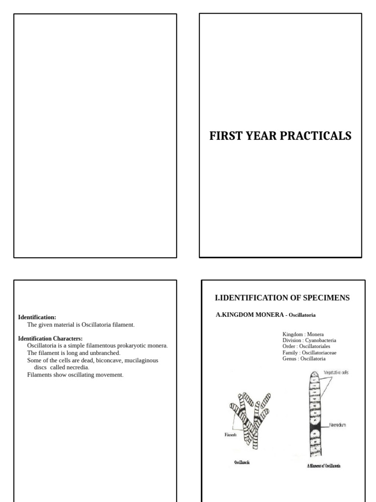 First Year Botany Practical Guide | PDF | Mitosis | Plant Stem