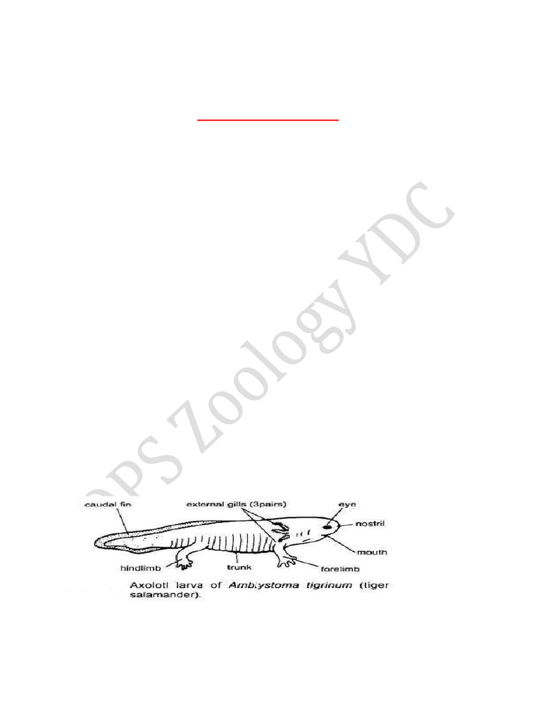 Neoteny and Paedogenesis in Amphibians | PDF | Thyroid | Thyroid ...