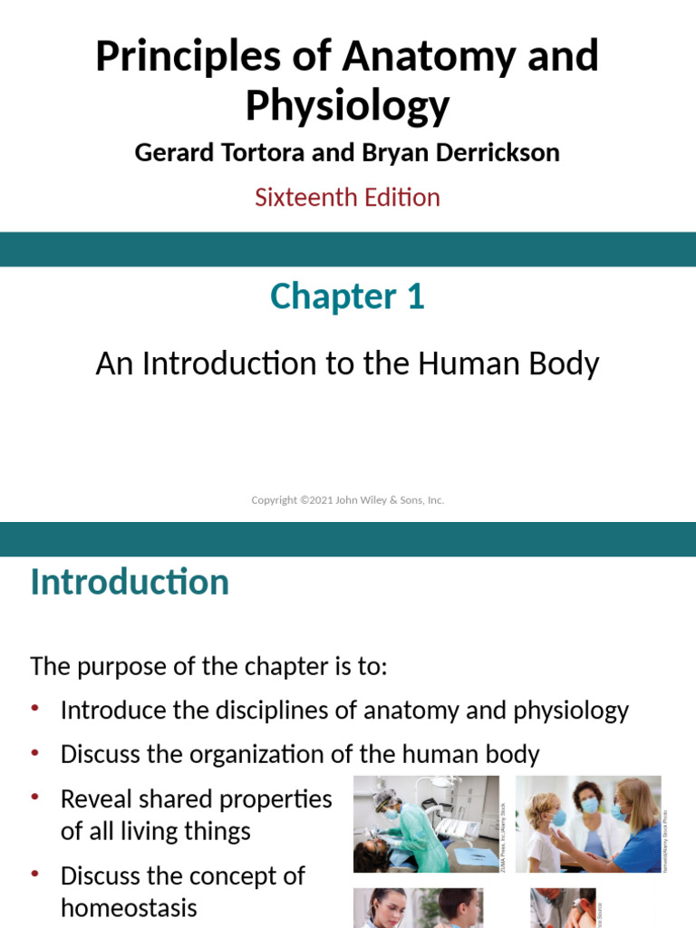 Anatomy and Physiology Overview | PDF | Human Body | Anatomical Terms ...