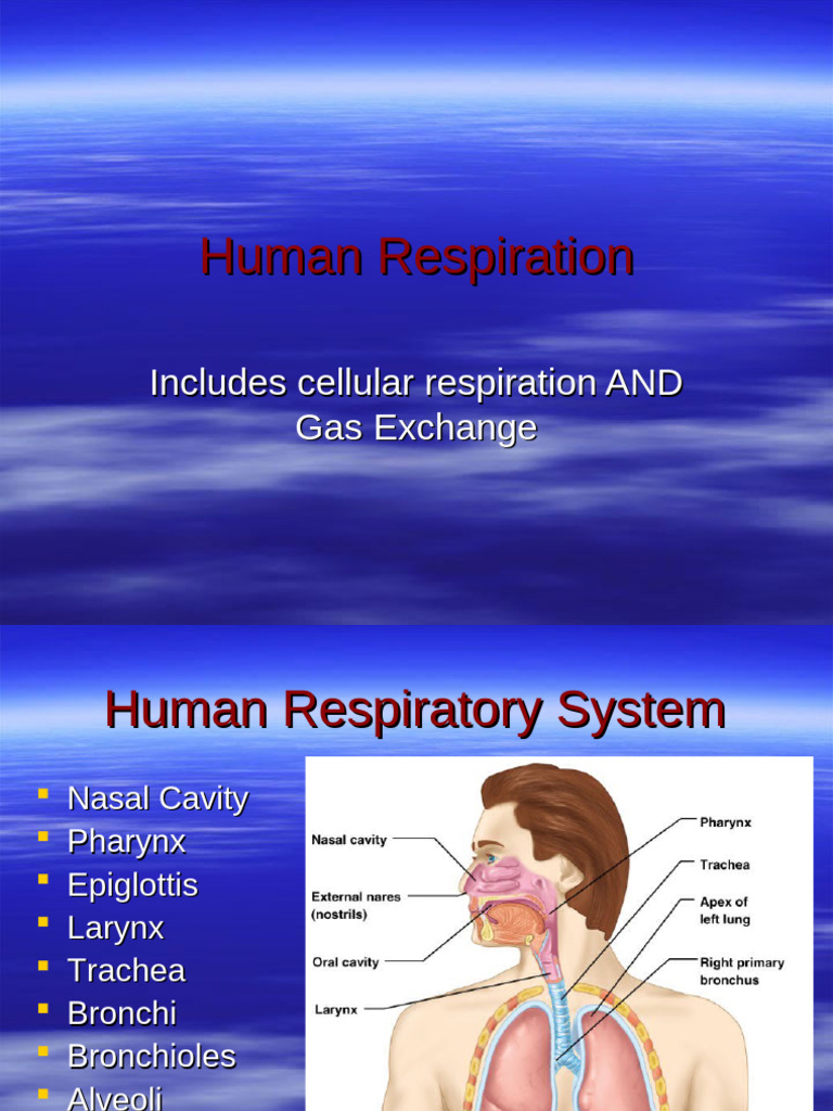 Human Respiratory System Overview | PDF | Lung | Respiratory System
