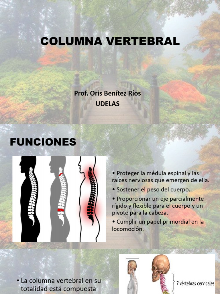 Anatomía de las Vértebras en la Columna | PDF | La columna vertebral ...