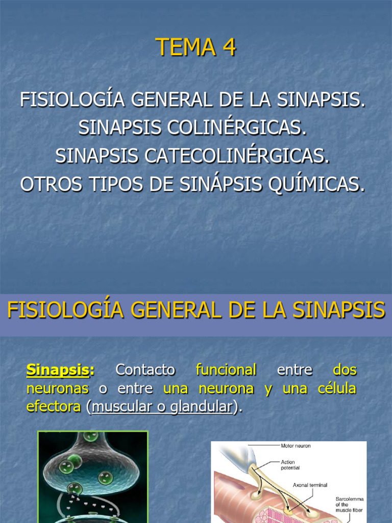 TEMA 4 (Editado) | PDF | Sinapsis | Sinapsis química