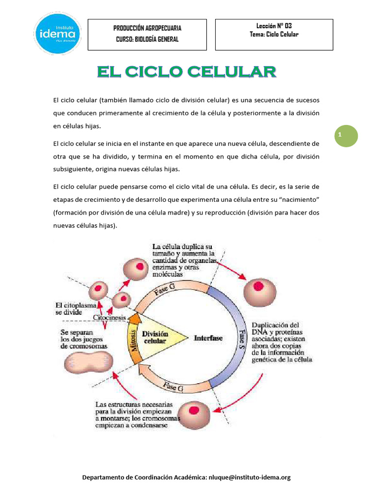 Fases del Ciclo Celular y Mitosis | PDF | Mitosis | Mitosis