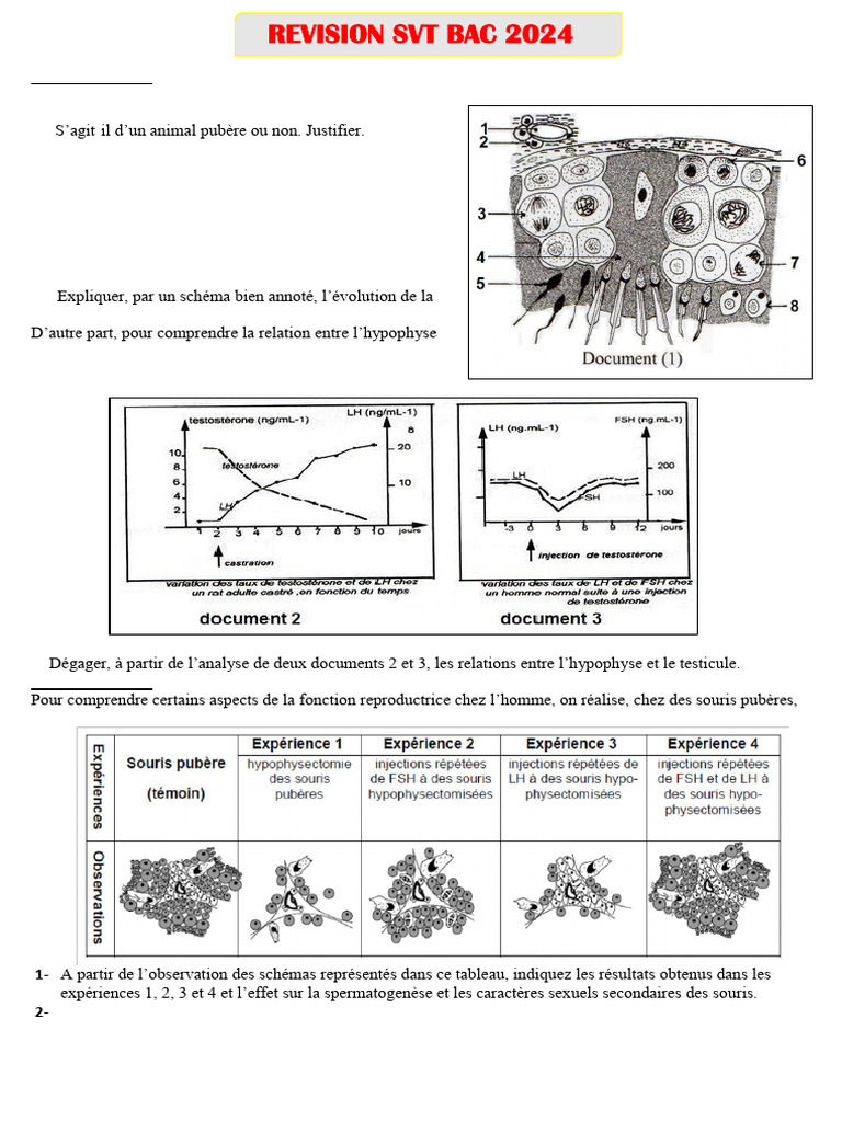 Révision SVT Bac 2024 : Testicules et Hormones | PDF | Arts du langage ...