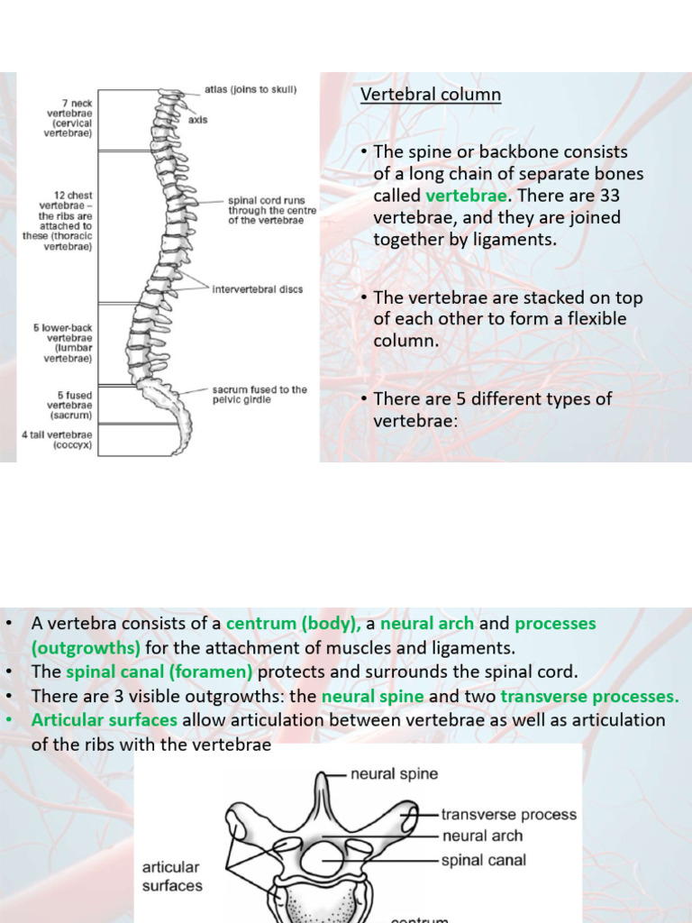Anatomy of the Vertebral Column | PDF