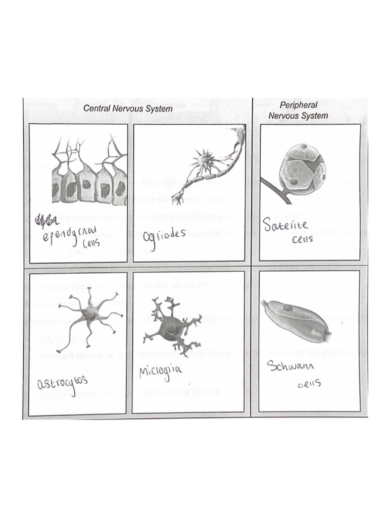 Central Nervous System | PDF