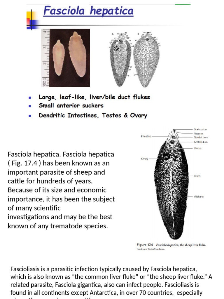 Fasciola Hepatica: Life Cycle & Impact | PDF | Parasitism | Clinical ...