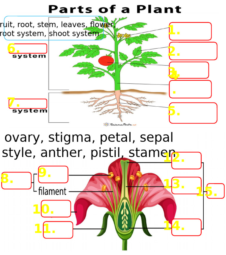 Quiz Parts of Plants and Flowers | PDF