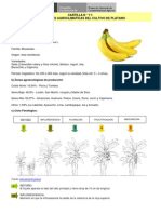 Platano Condiciones Agroclimaticas