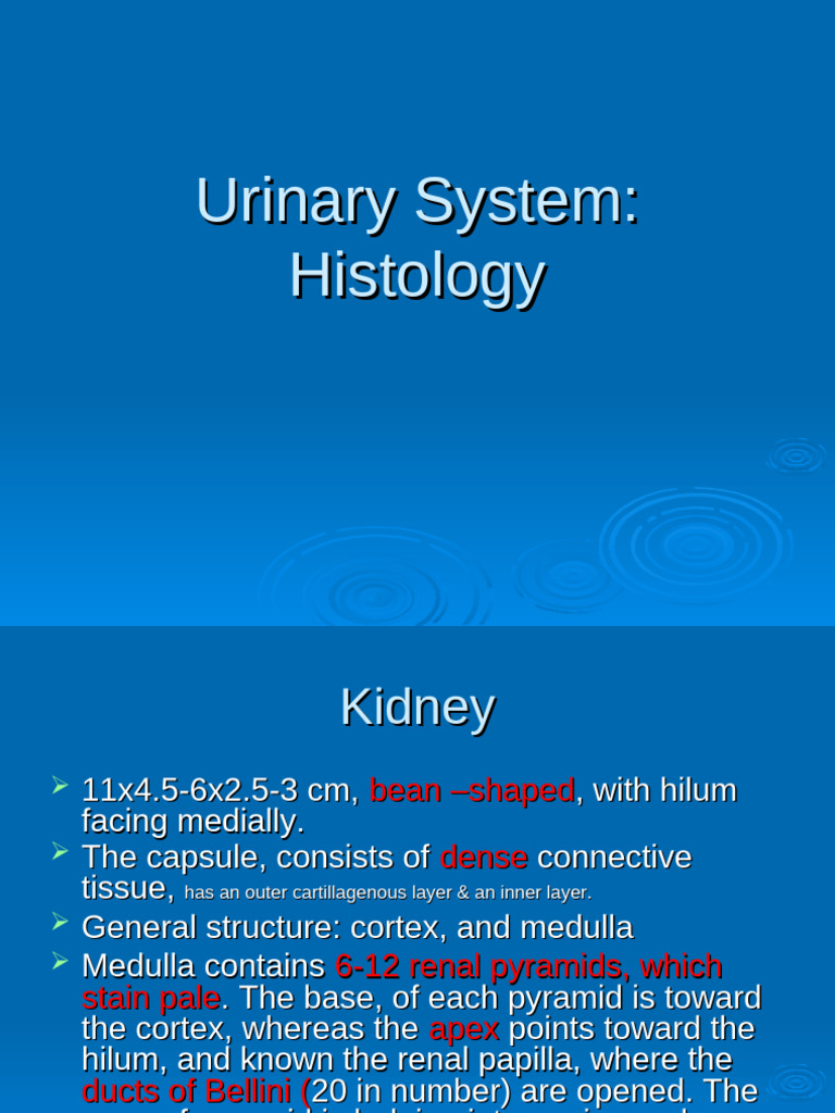 Urinary System-Hist | PDF | Animal Anatomy | Urinary System