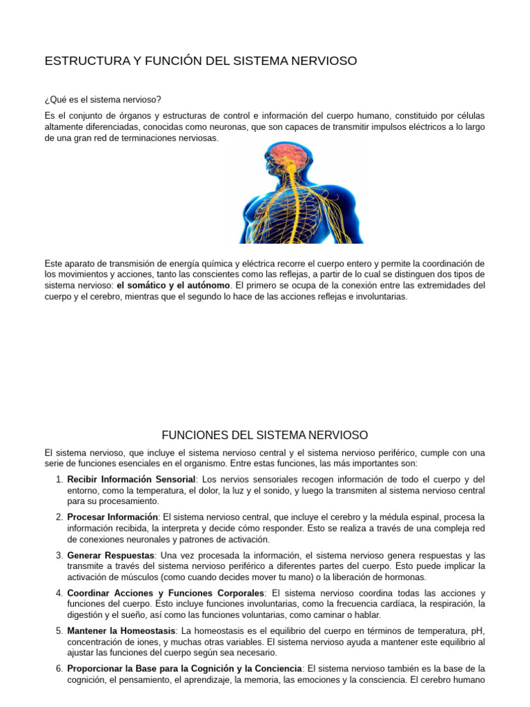 Estructura y Función Del Sistema Nervioso | PDF | Sistema nervioso ...