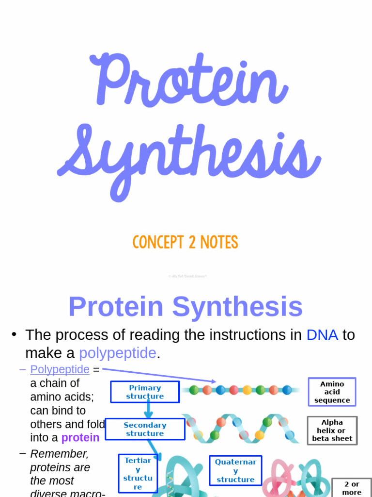 Protein Synthesis Notes | PDF | Translation (Biology) | Messenger Rna