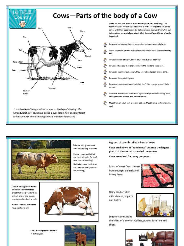 Understanding Cow Anatomy and Behavior | PDF | Cattle | Veal