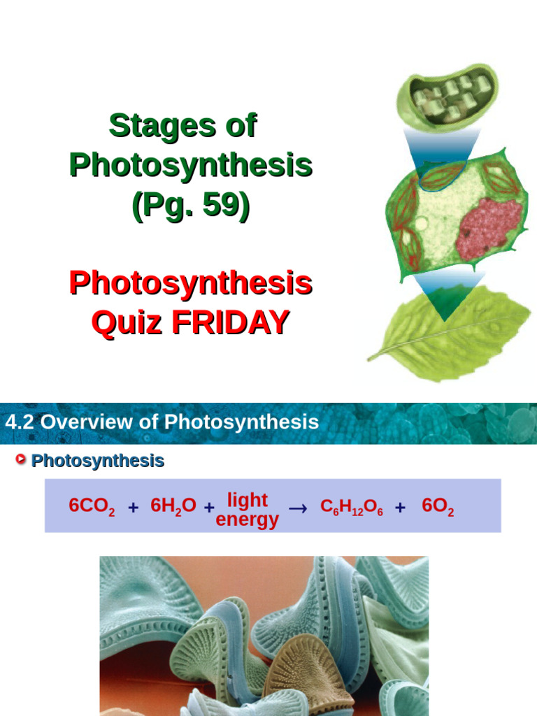Overview of Photosynthesis Stages | PDF | Photosynthesis | Chloroplast