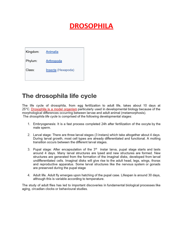 Drosophila | PDF | Drosophila Melanogaster | Fly
