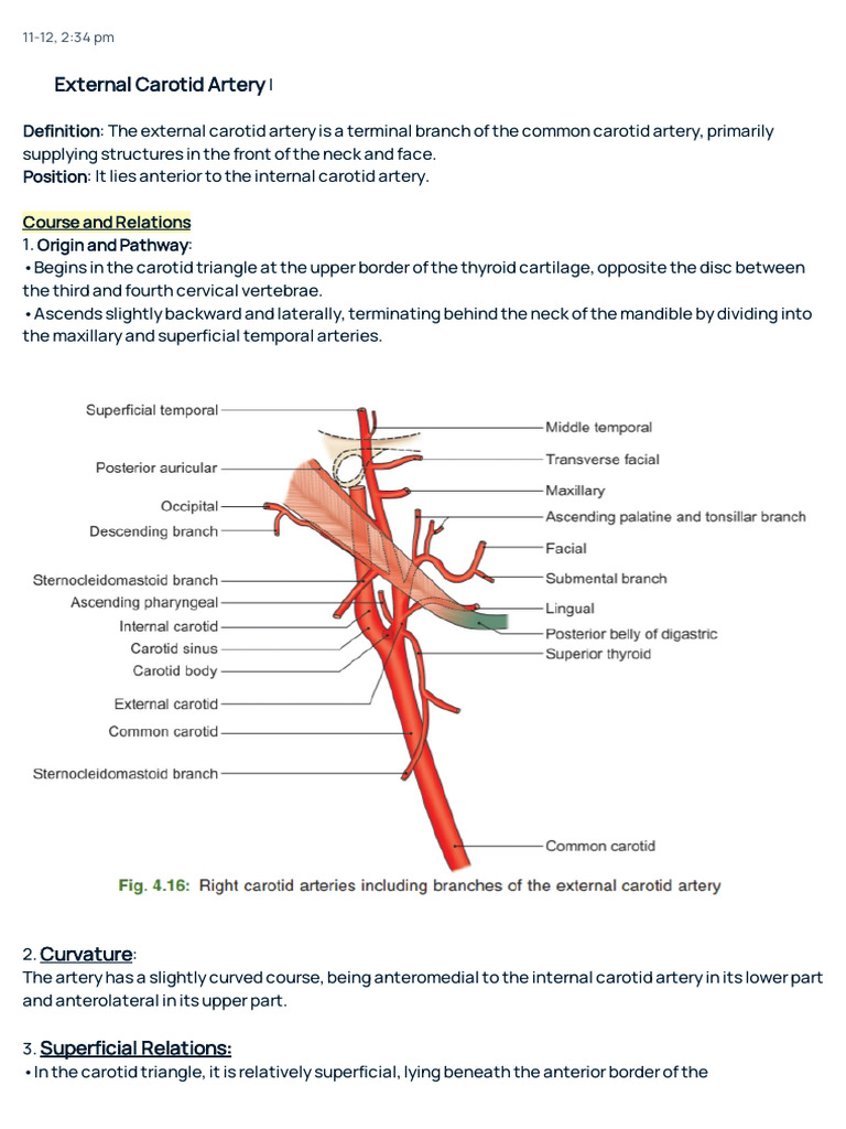 notes for print | PDF | Common Carotid Artery | Human Nose