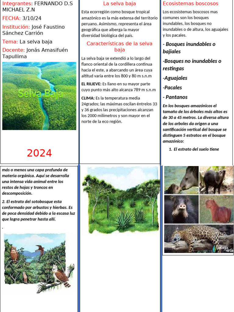 Triptico Po | PDF | Selva | Los bosques