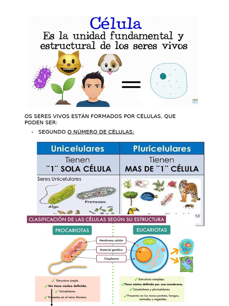 Os Seres Vivos Están Formados Por Células | PDF