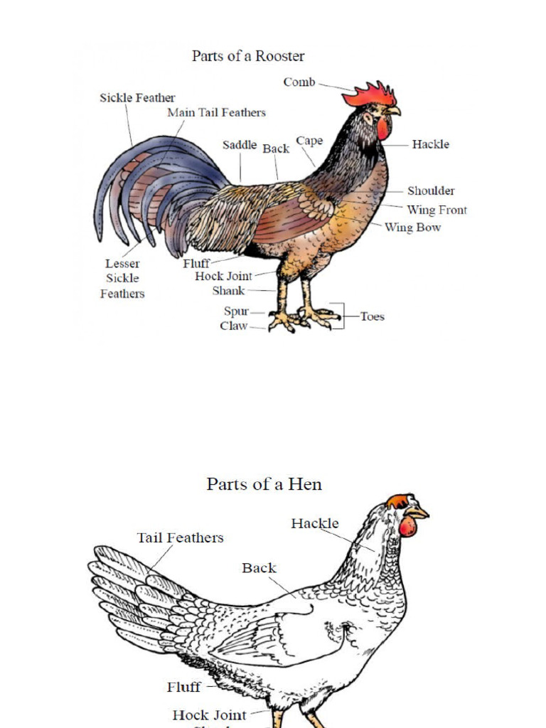 Chicken Embryo Development Timeline | PDF | Travel