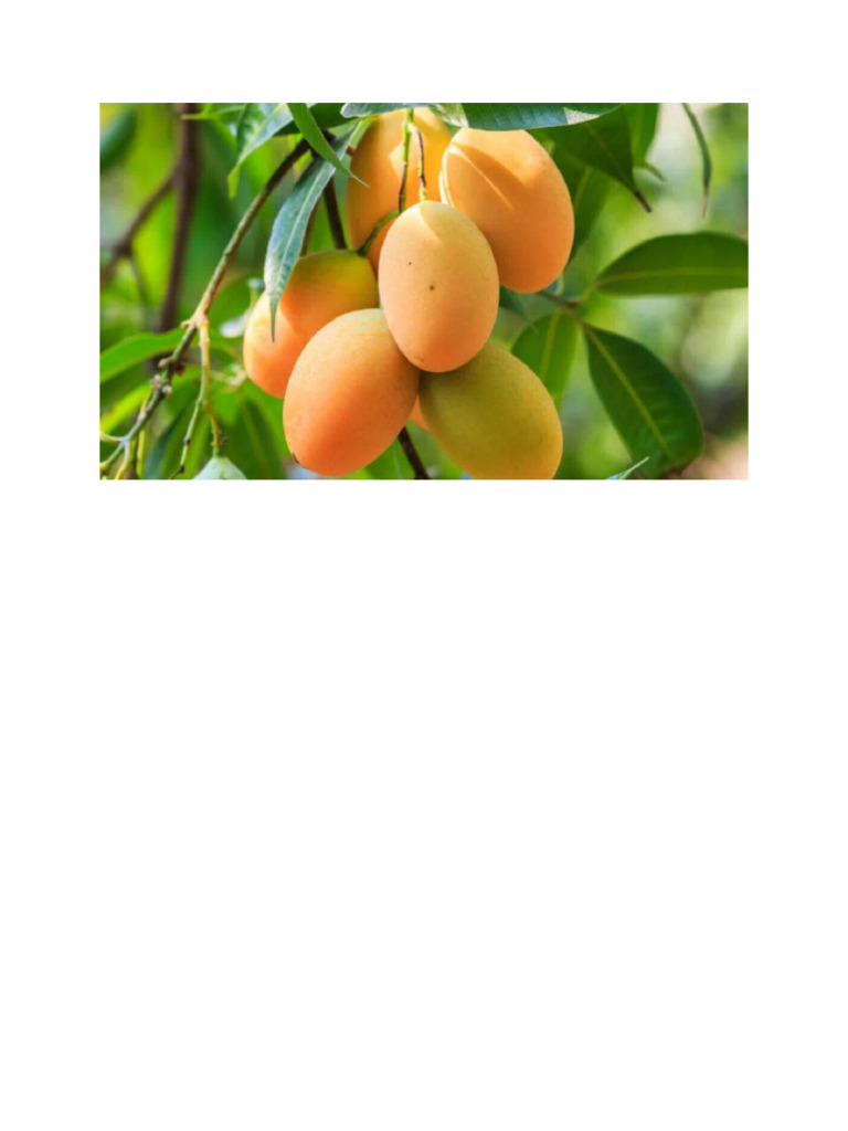 Mango | PDF