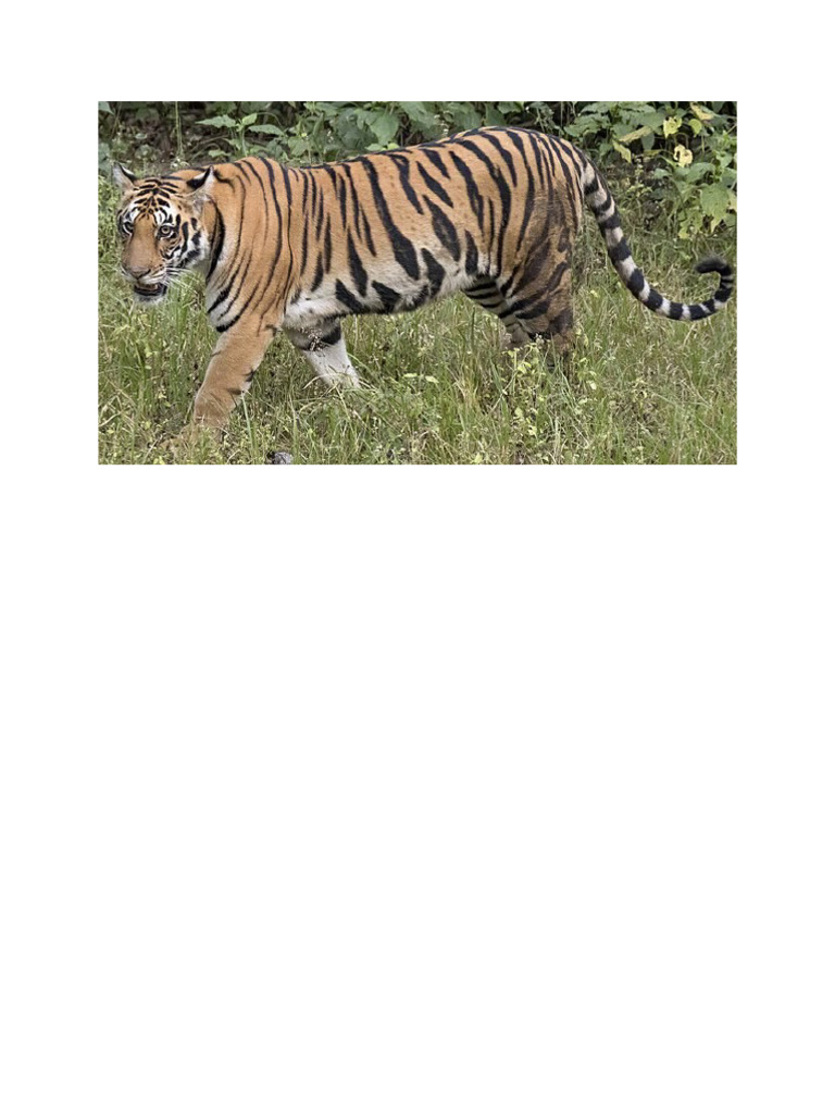 Tiger | PDF