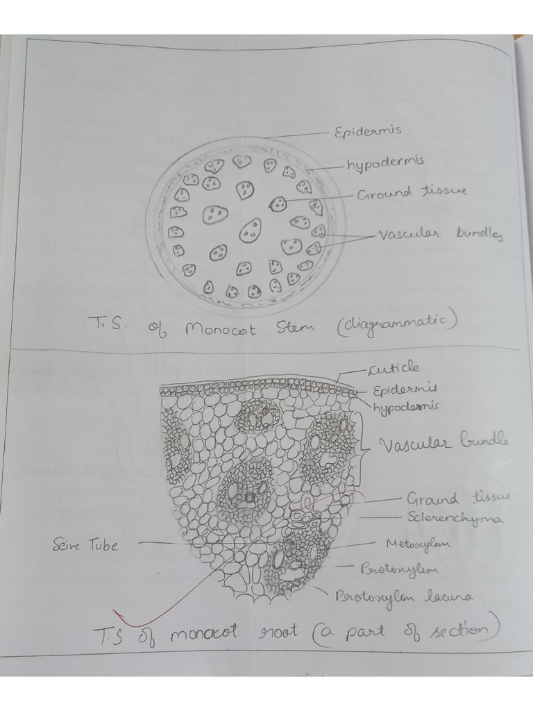 Section of Stem and Root | PDF