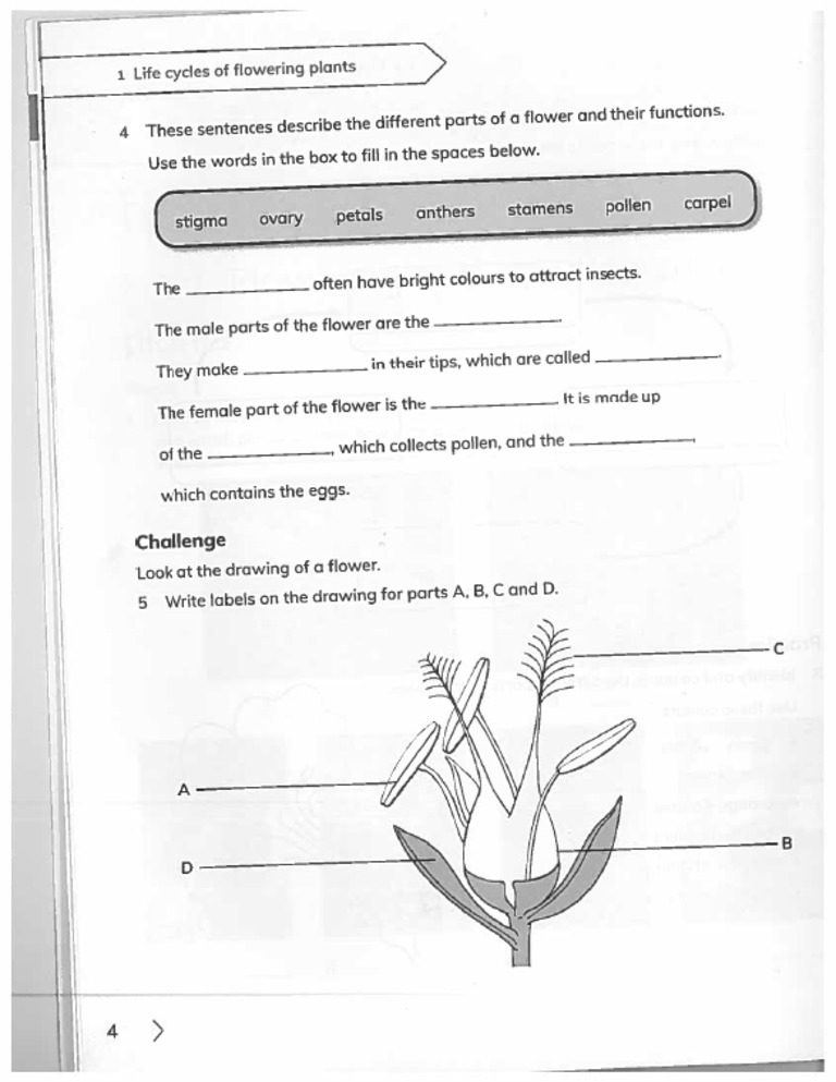 Parts of A Flower - Ws | PDF