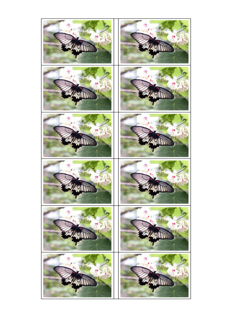Butterfly Images | PDF