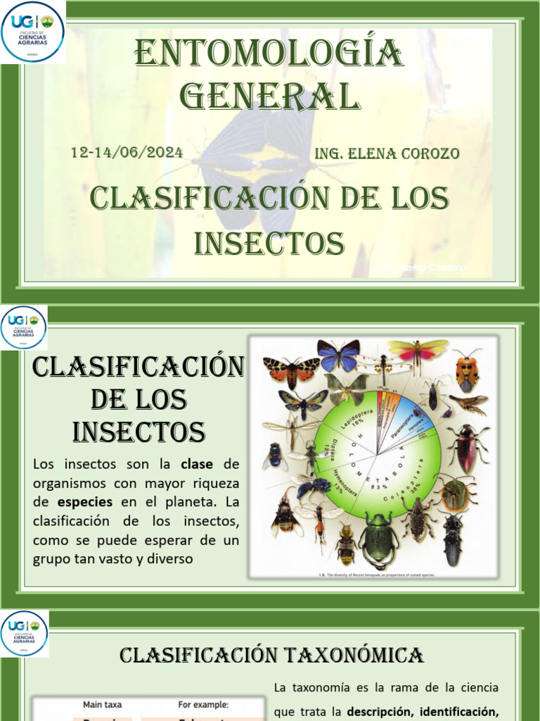 3.2 Clasificación de Los Insectos | PDF | Insectos | Taxonomía (biología)