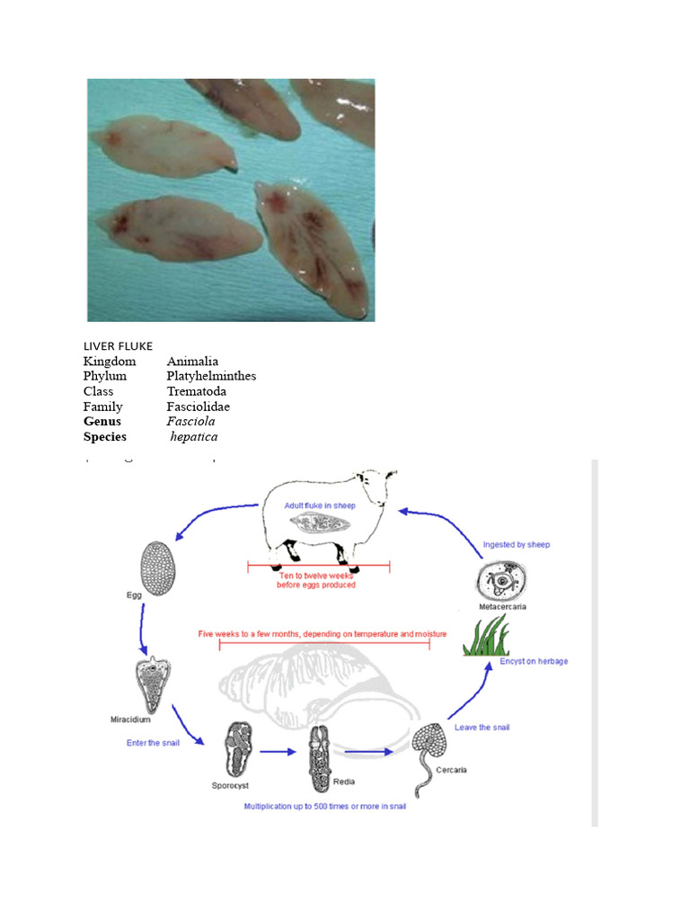 Animal Specimen | PDF
