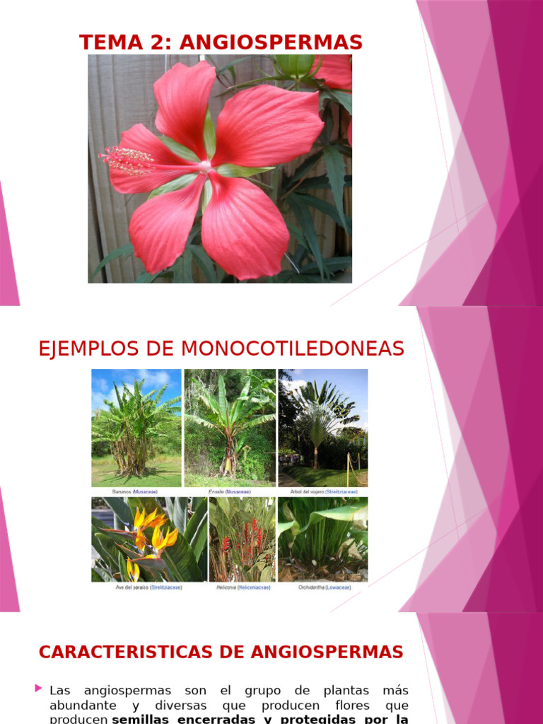Ejemplos y características de angiospermas | PDF | Flores | Plantas