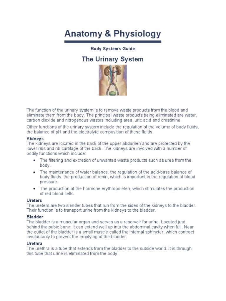 Anatomy & Physiology: The Urinary System | PDF | Kidney | Urinary System