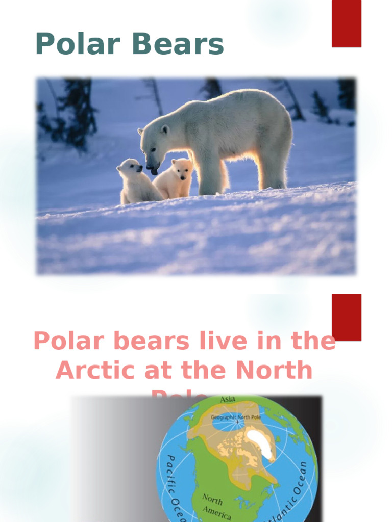 Polar Bears | PDF
