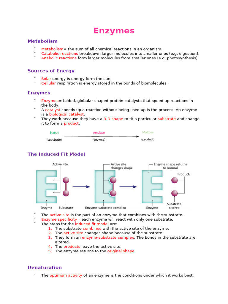 Enzymes: Metabolism | PDF | Enzyme | Active Site