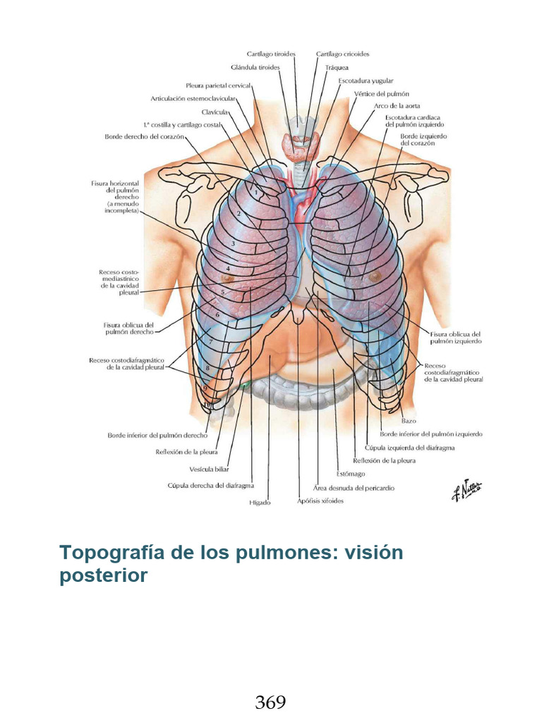 Pulmones | PDF