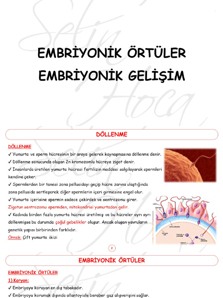 Embriyonik Gelişim | PDF