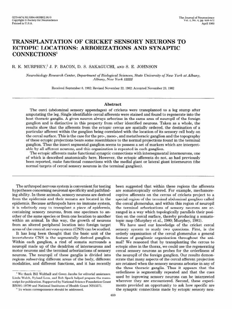 1983 Transplantation of Cricket Sensory Neurons To Ectopic Locations ...