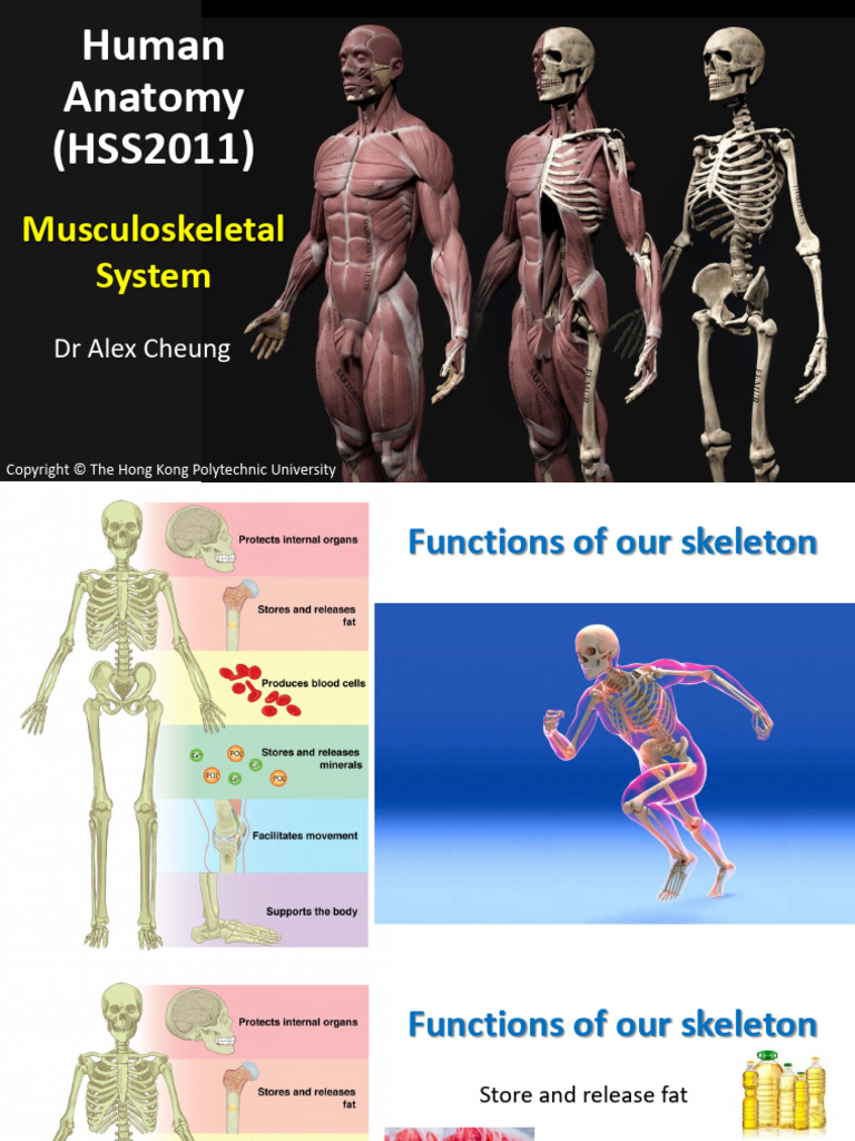 Human Musculoskeletal System Overview | PDF | Bone | Skeletal Muscle