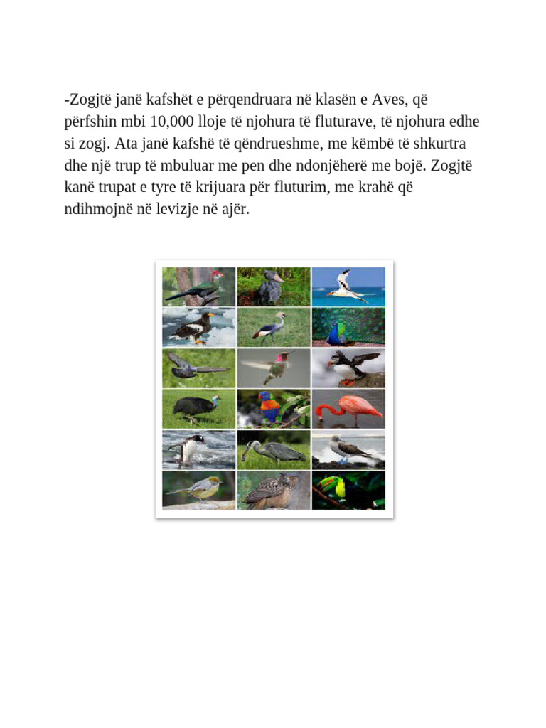 Zogjte | PDF