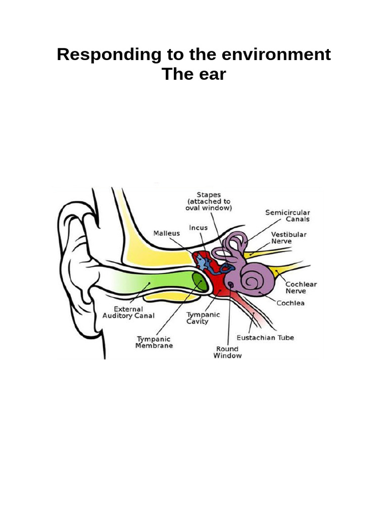 The Ear Pdf Ear Hearing