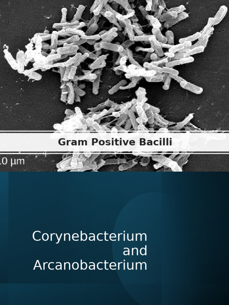 Gram Positive Bacilli and Cocci AMA | PDF | Streptococcus | Staphylococcus