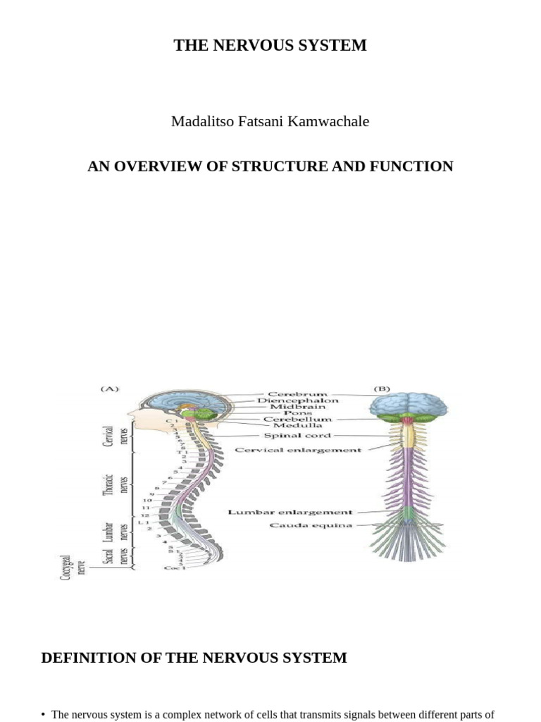 Overview of Nervous System Structure | PDF | Nervous System | Central ...